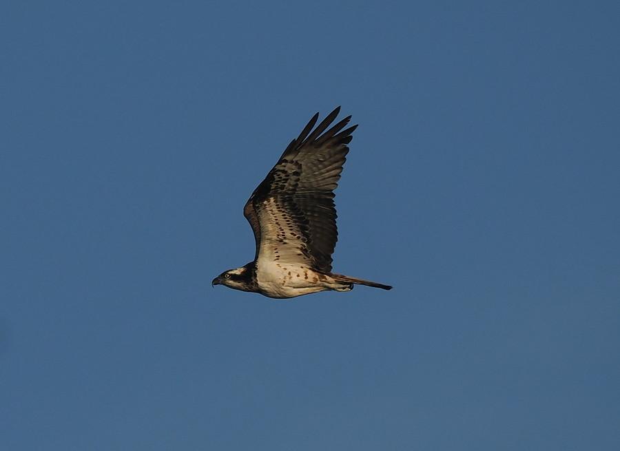 Rybołów w PN Ujście Warty