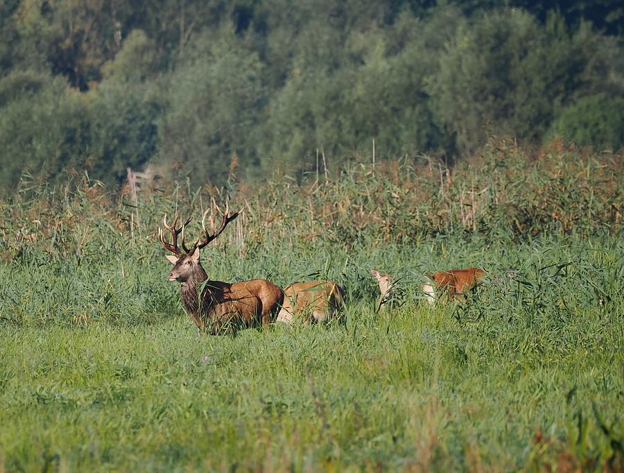 Jelenie w PN Ujście Warty
