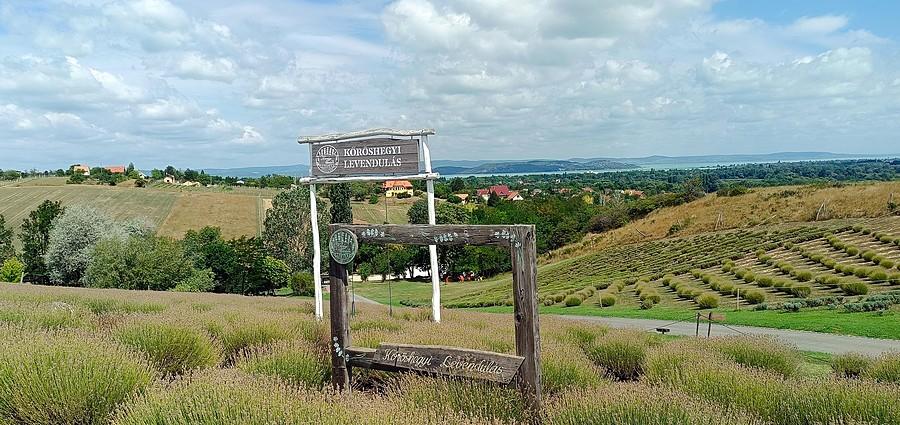 Levendulas Koroshegyi. Lawendowa Farma w Koroshegy z widokiem na Balaton