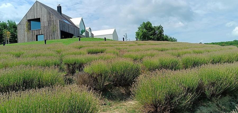 Farma lawendy w Koroshegy