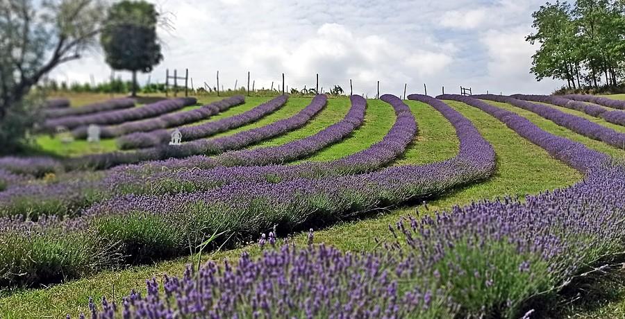 Największa farma lawendy na Węgrzech