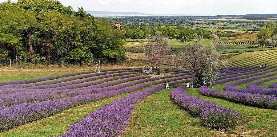 Levendulas Koroshegyi i panorama Balatonu