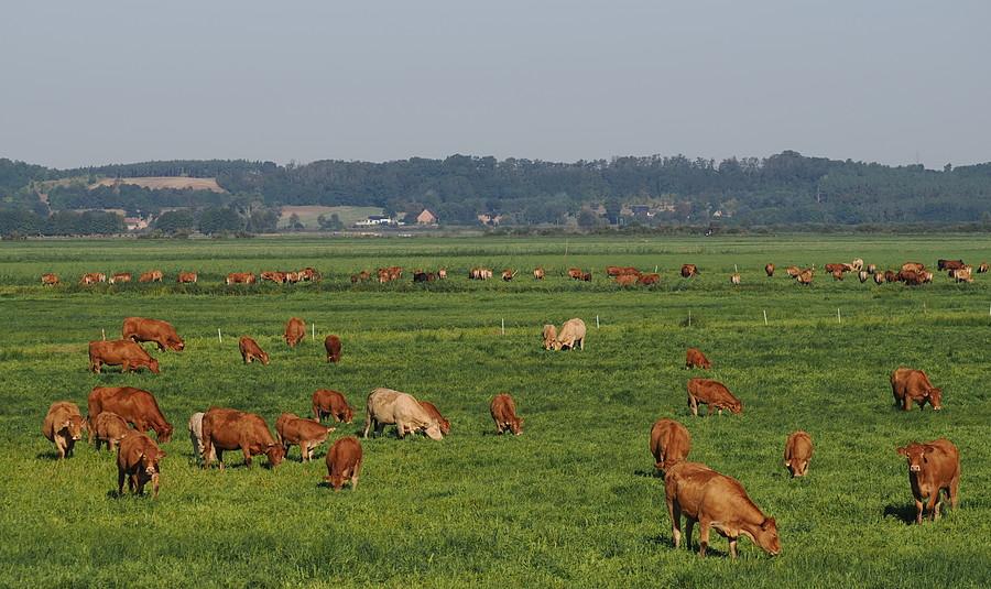 Krowy są nieodłączną częścią PN Ujście Warty