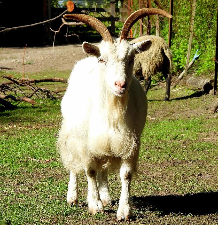 Zaciekawiony kozioł