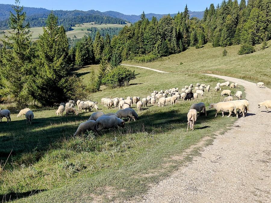 Owczy korek na zjeździe z Durbaszki.