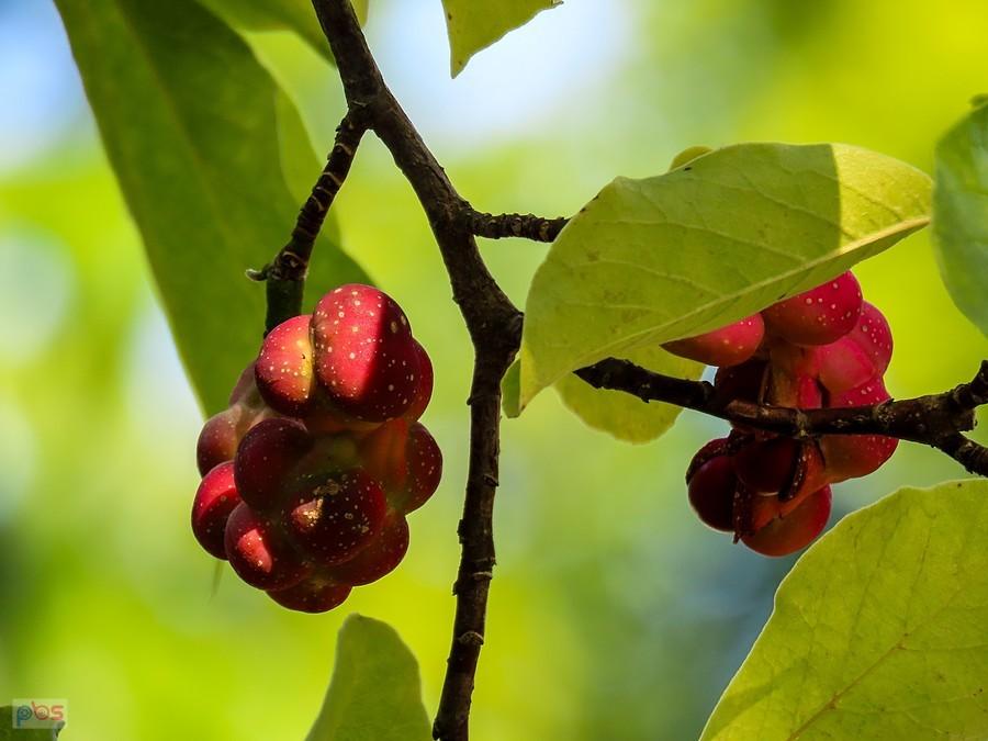 Mieszki owocowe magnolii drzewiastej