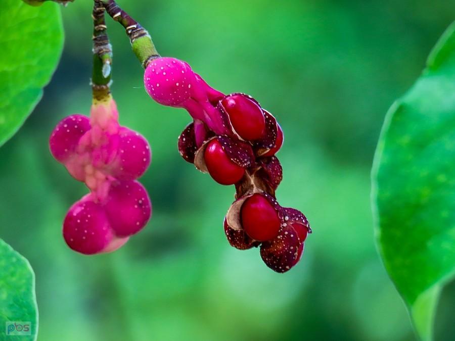 Bardzo rzadko mieszki magnolii drzewiastej zawierają nasiona