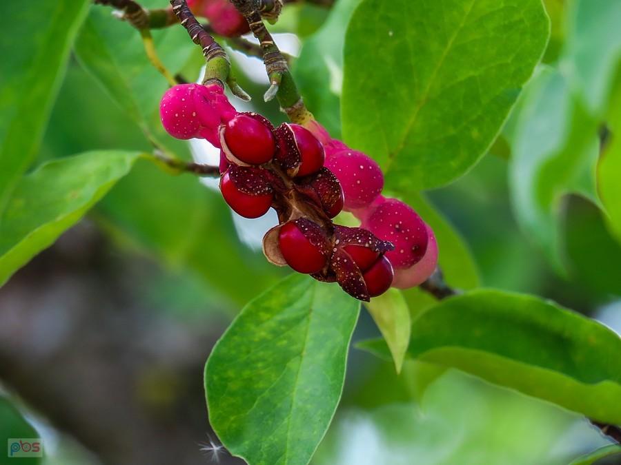 Nasiona magnolii drzewiastej