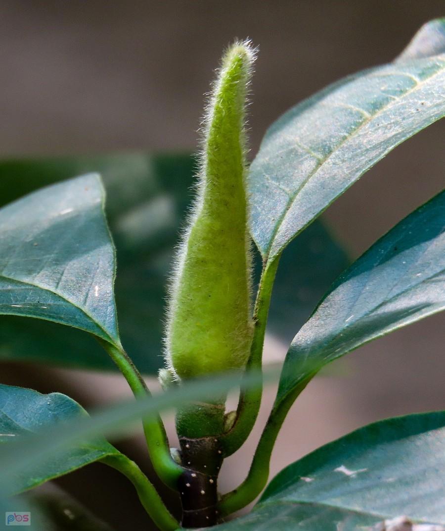 Magnolia na starym kampusie SGGW
