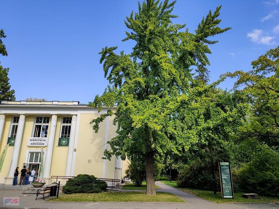 Miłorząb dwuklapowy