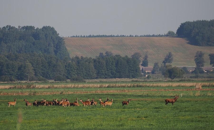 Chmara jeleni na tle równiny Gorzowskiej