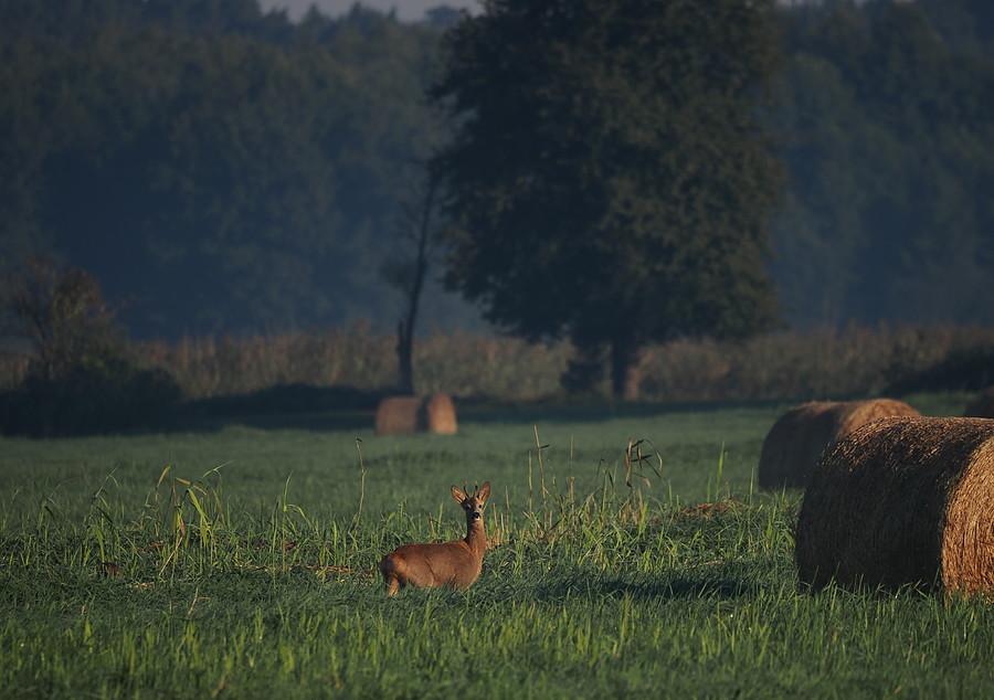 Koziołek w PN Ujście Warty