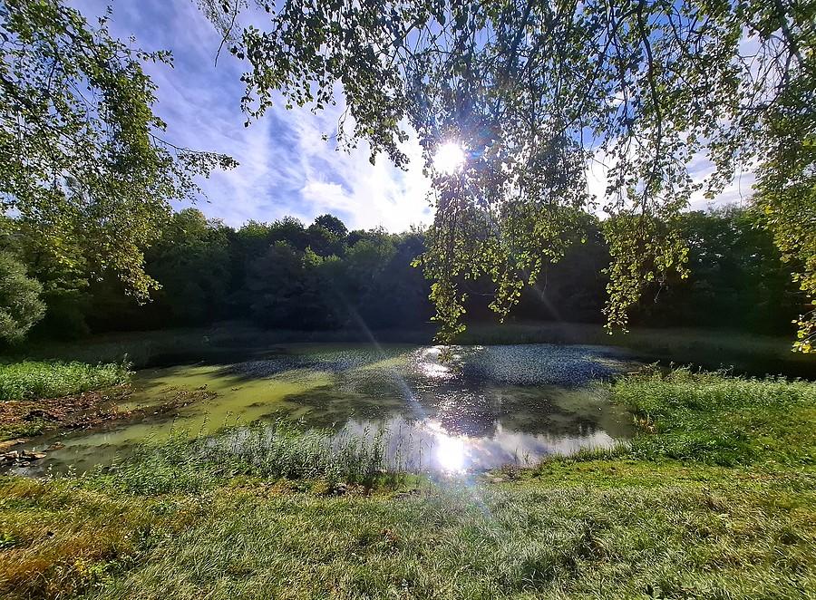 Staw w Parku nad Wartą