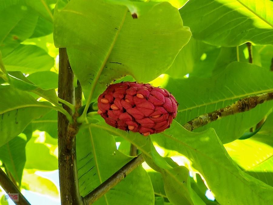 Szyszka z widocznymi nasionkami magnolii parasolowatej