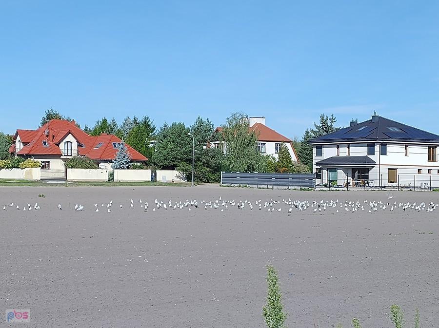 Ptasie wesele na polu w Bliznem