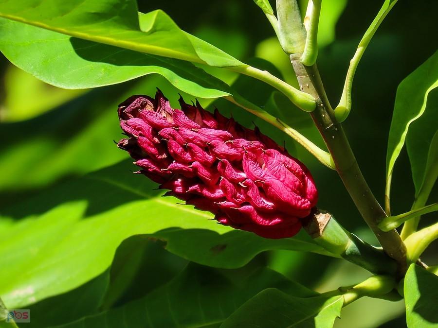Szyszka magnolii pozbyła się nasion