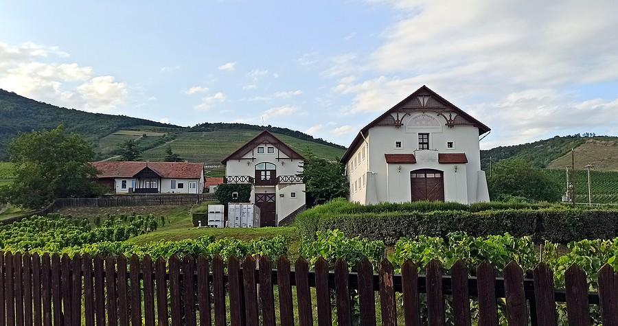 Winnica Tokaj Hetszolo u stóp góry Tokaj