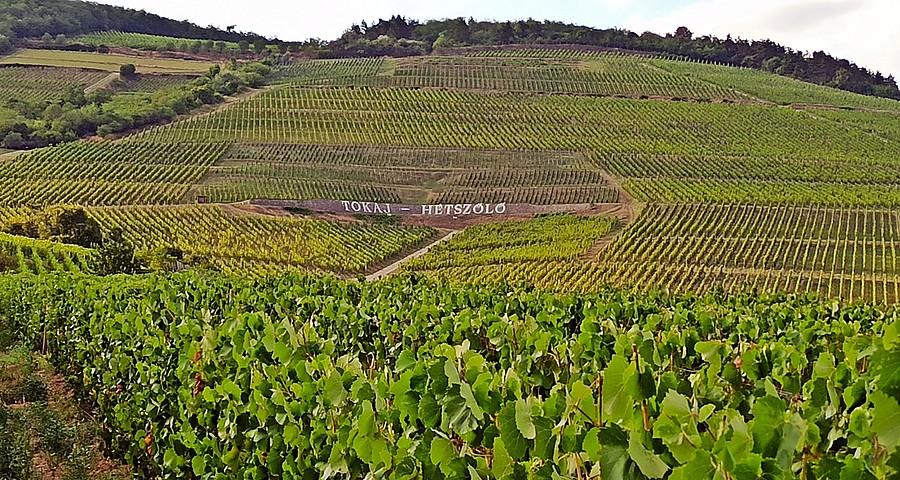 Winnica Tokaj Hetszolo na zboczu góry Tokaj
