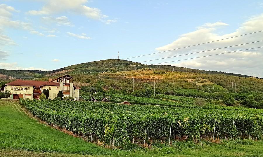 Winnice na zboczu góry Tokaj (523 m)