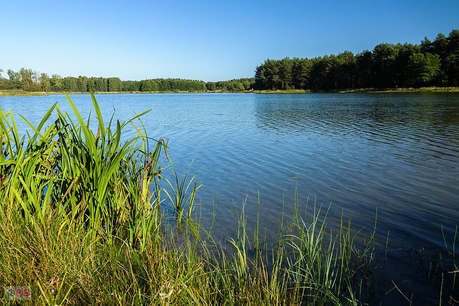 Dzibice