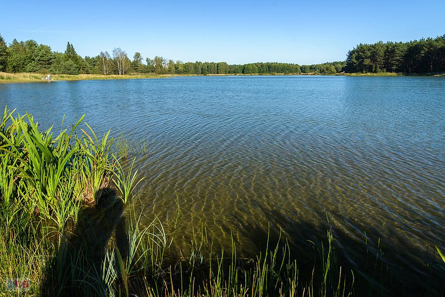 Dzibice