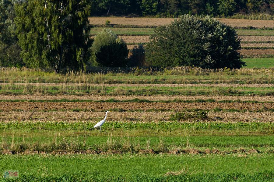 Czapla biała na polu w Dzibicach