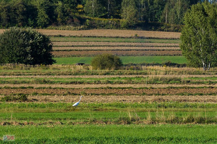 Czapla biała na polu w Dzibicach
