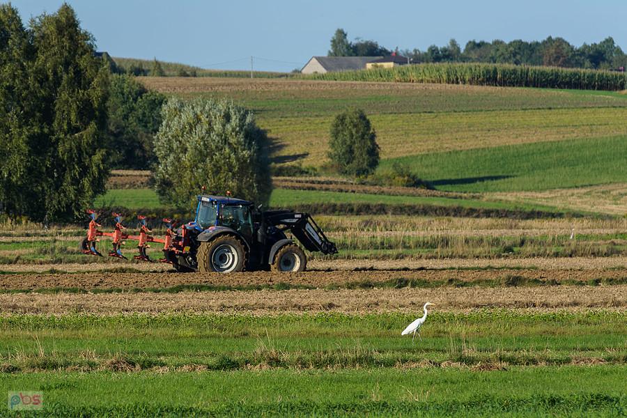 Czapla biała i traktor na polu w Dzibicach