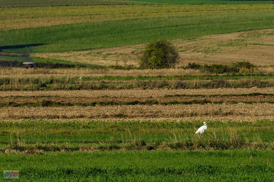 Czapla biała na polu w Dzibicach