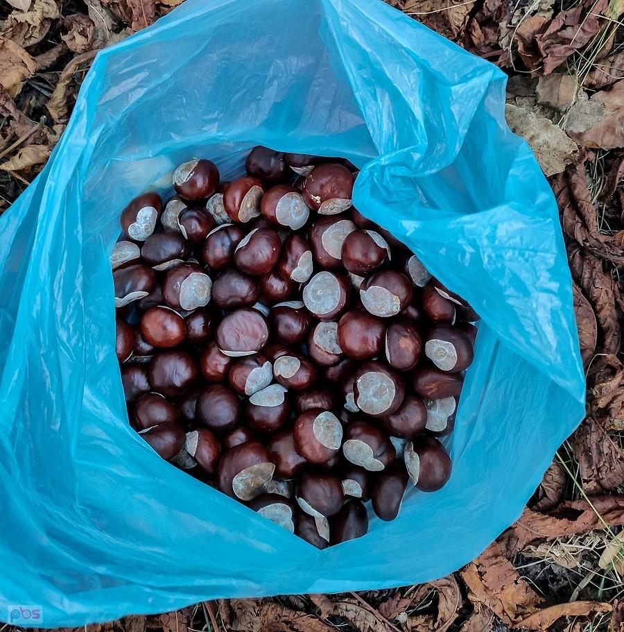 Kasztany tegoroczne jakby ciut mniejsze niż zwykle