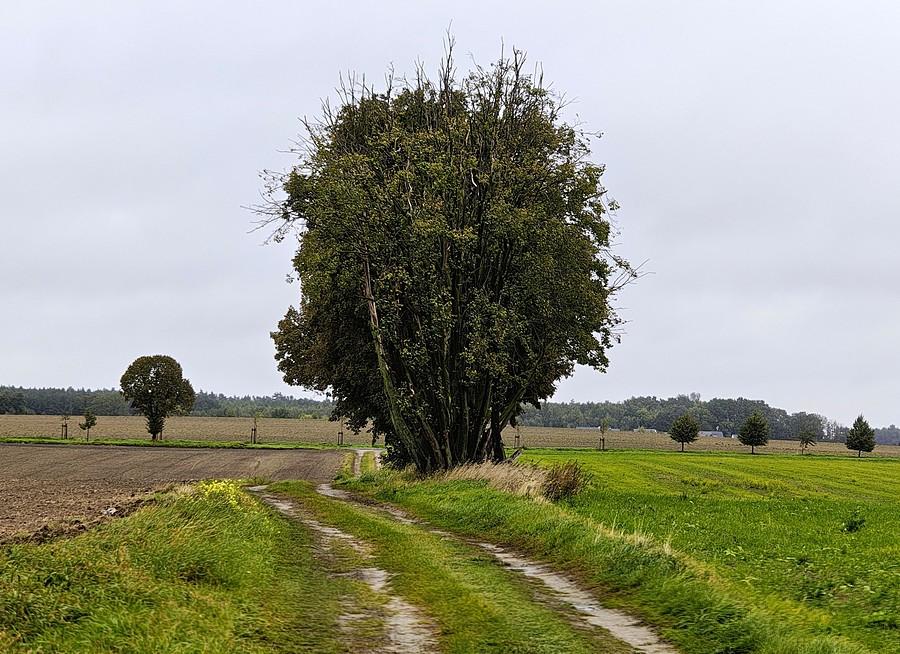 Przez pola w Lisówkach