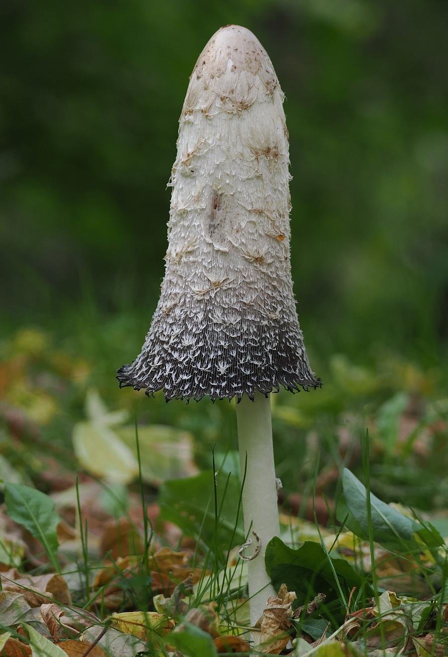 Czernidłak kołpakowaty