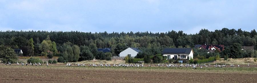 Około setki żurawi