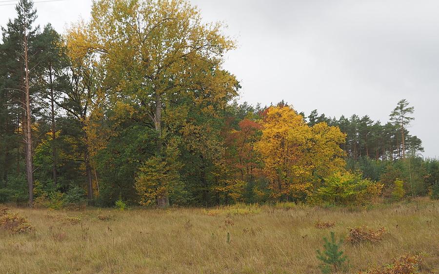 Barwy jesieni