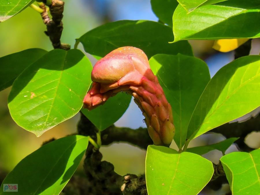 Mieszek nasienny magnolii