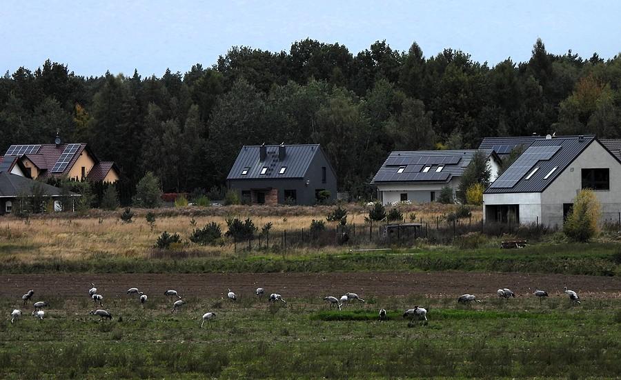 Stado żurawi pod domami