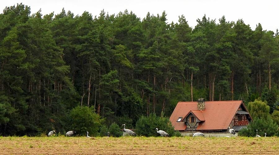 Ponowne spotkanie z żurawiami