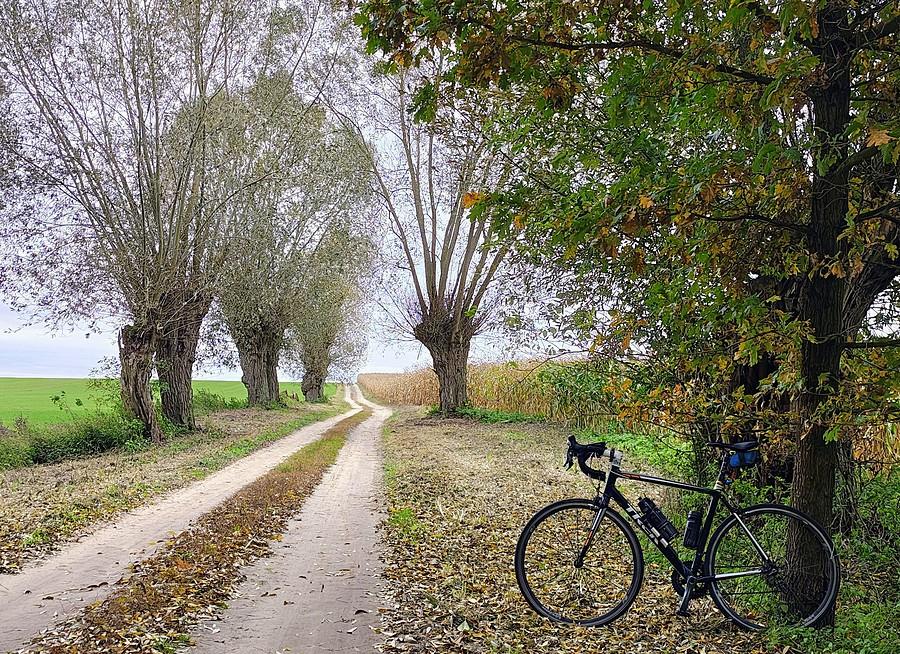 Rowerówka podwierzbowa