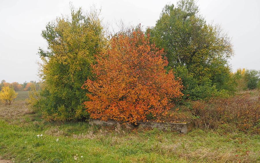 Na Hojlandzie