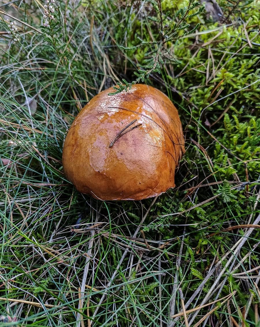 Podgrzybków jest najwięcej