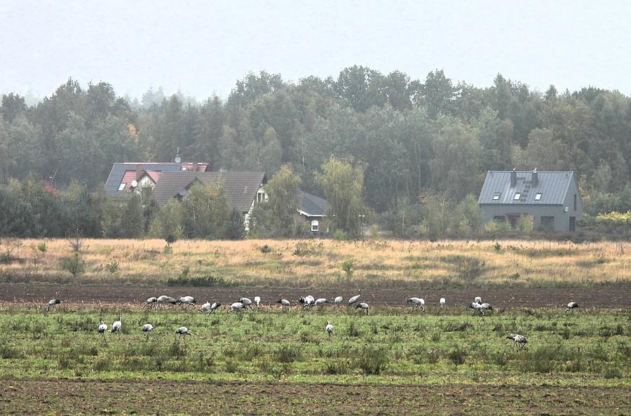 Jeszcze jedno spojrzenie na stado - tym razem na szaro