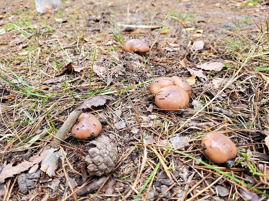 Maślaczki na drodze pomiędzy koleinami