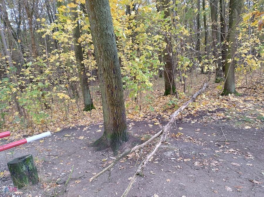 Przewrócone drzewo zagrodziło wyjazd z lasu