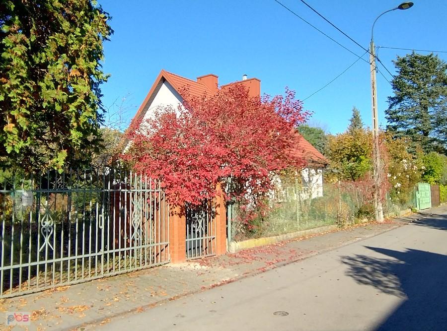 To drzewko jest piękne nie tylko jesienią
