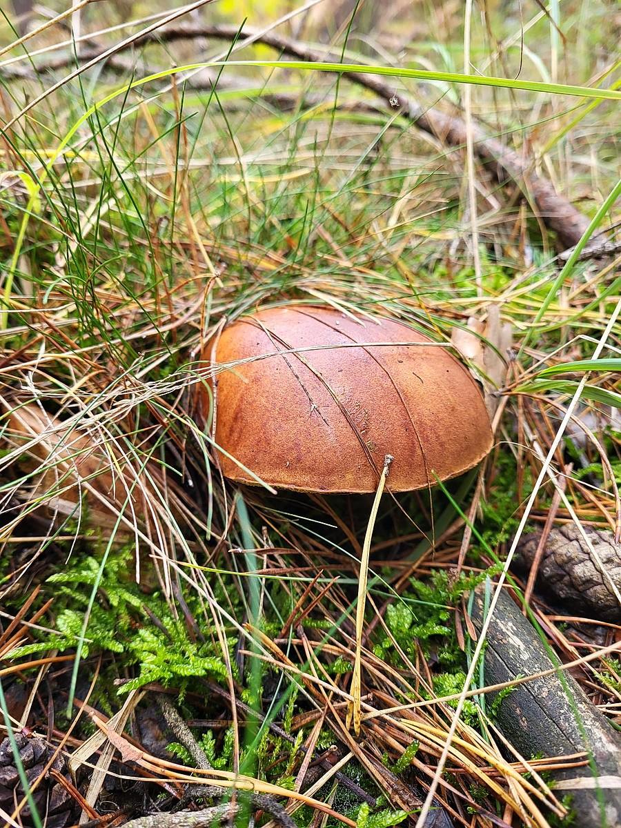 Podgrzybek brunatny