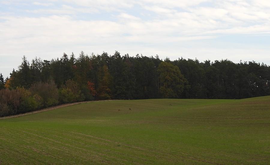 Górka z sarenkami