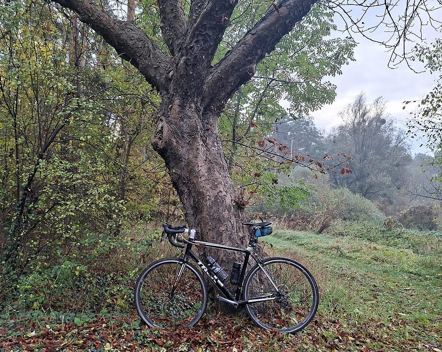 Rowerówka poddrzewna