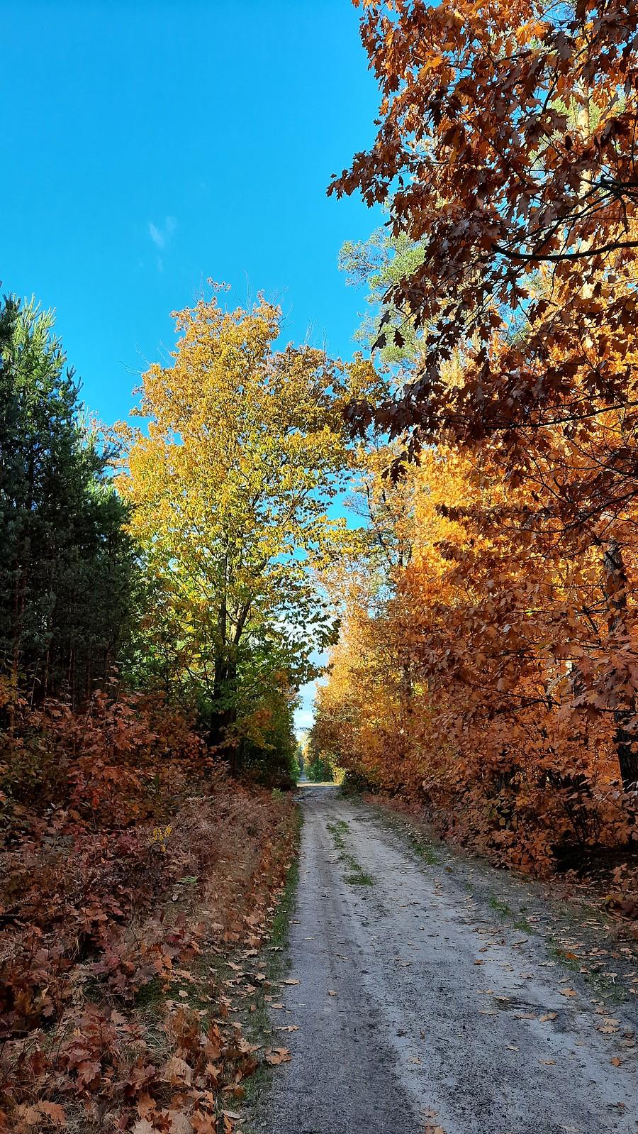 Kolory lasu.