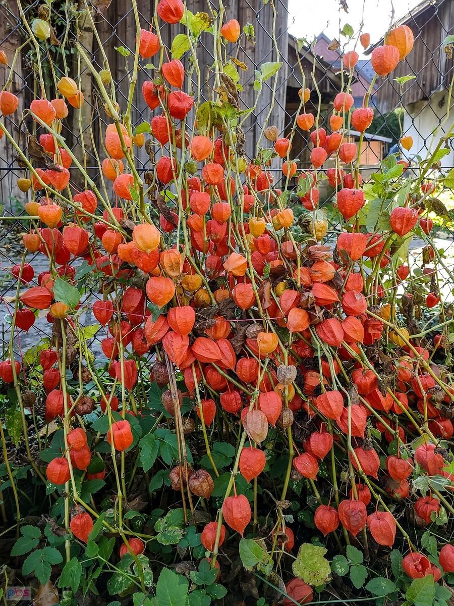 Pomarańczowe kielichy miechunki