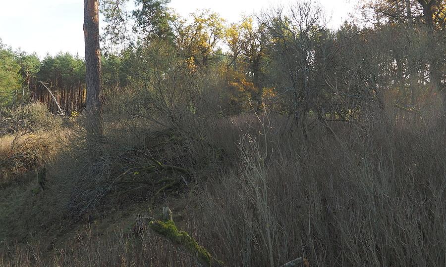 Zarośla zdziczałych krzewów ozdobnych
